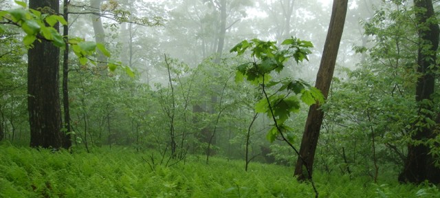 Appalachian Trail - Ferns and Fog